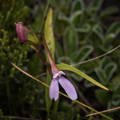 Brownleea macroceras