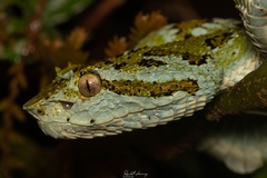 Bothriechis supraciliaris