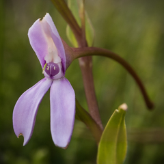 Brownleea macroceras