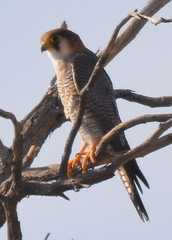Falco chicquera