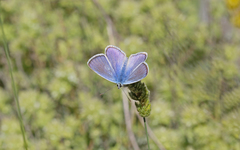 Polyommatus celina