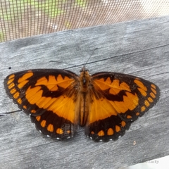 Byblia anvatara crameri