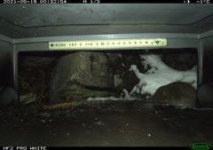 Microtus subterraneus