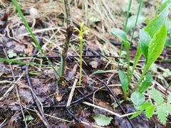 Corallorhiza trifida