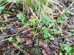 Corallorhiza trifida