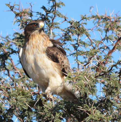 Booted Eagle