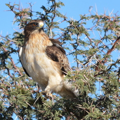 Booted Eagle photo 4