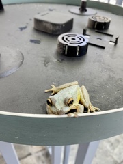 Osteopilus septentrionalis