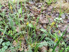 Corallorhiza trifida