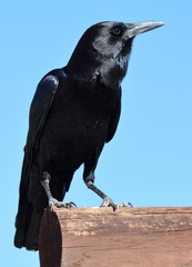 Corvus capensis