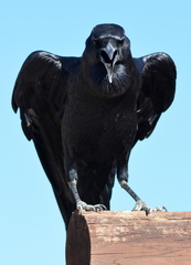 Corvus capensis