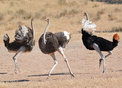 Common Ostrich photo 5