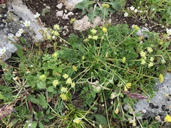 Chamaesciadium acaule