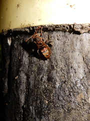 Polistes huisunensis