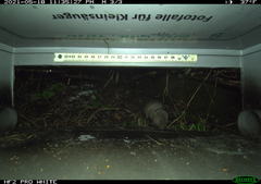 Microtus subterraneus