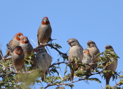 Amadina erythrocephala