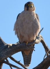 Falco biarmicus biarmicus