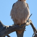 Common Lanner Falcon - Photo (c) copper, some rights reserved (CC BY-NC), uploaded by copper