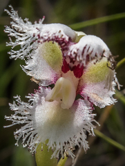 Huttonaea grandiflora