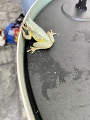 Osteopilus septentrionalis