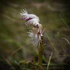 Huttonaea grandiflora