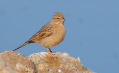 Emberiza impetuani