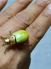 Macropoides cribricollis