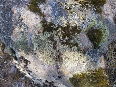 Xanthoparmelia stenophylla