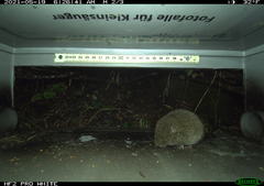 Microtus subterraneus