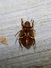 Macropoides cribricollis