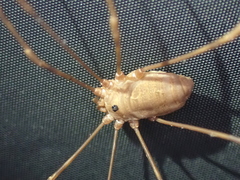 Leiobunum ventricosum