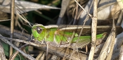 Aiolopus strepens