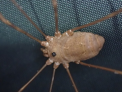 Leiobunum ventricosum