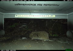 Microtus subterraneus