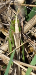 Aiolopus strepens