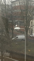 Chroicocephalus ridibundus