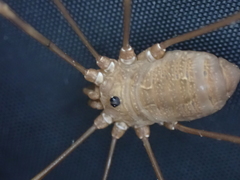 Leiobunum ventricosum