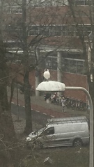 Chroicocephalus ridibundus