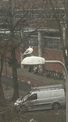 Chroicocephalus ridibundus