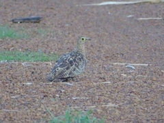 Pterocles quadricinctus