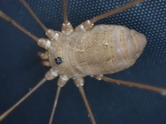 Leiobunum ventricosum