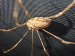 Leiobunum ventricosum