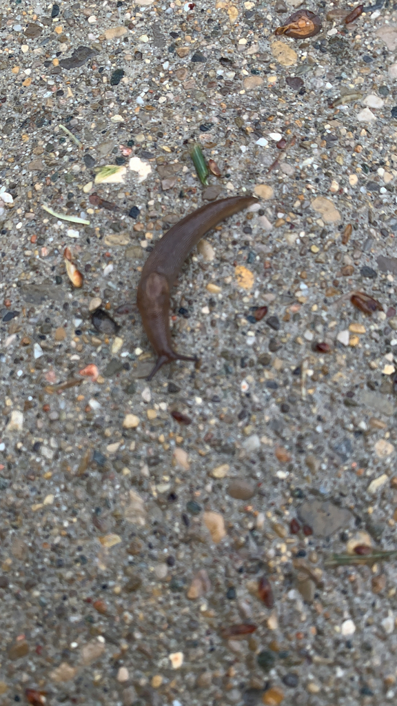 Limacoidei from Oxford on April 29, 2021 at 0352 PM by odonnea7