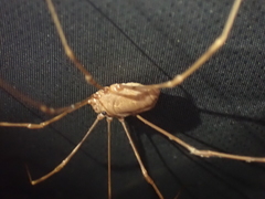 Leiobunum ventricosum