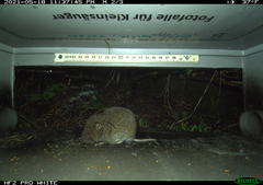 Microtus subterraneus