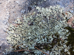 Xanthoparmelia stenophylla