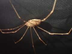 Leiobunum ventricosum