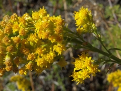 Solidago spectabilis