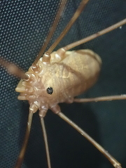 Leiobunum ventricosum