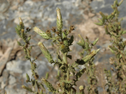 Brickellia microphylla var. microphylla